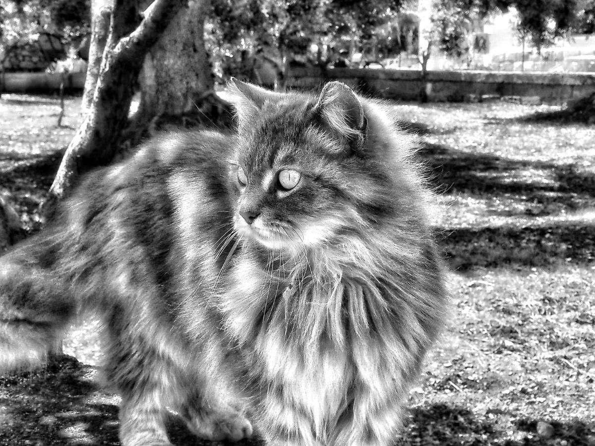 La Cummersa Del Gatto Locorotondo Exteriér fotografie